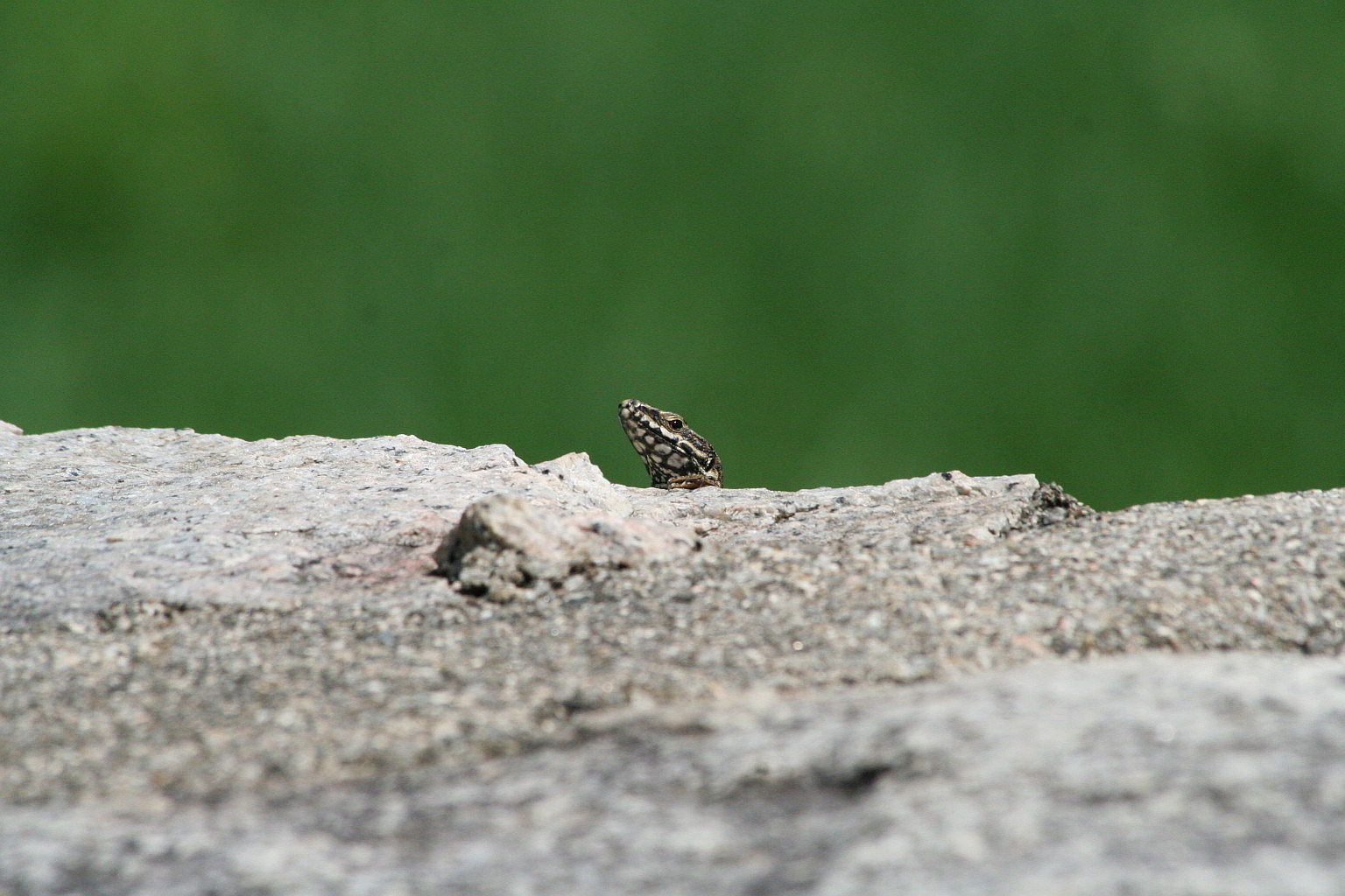 Ancora Podarcis muralis?